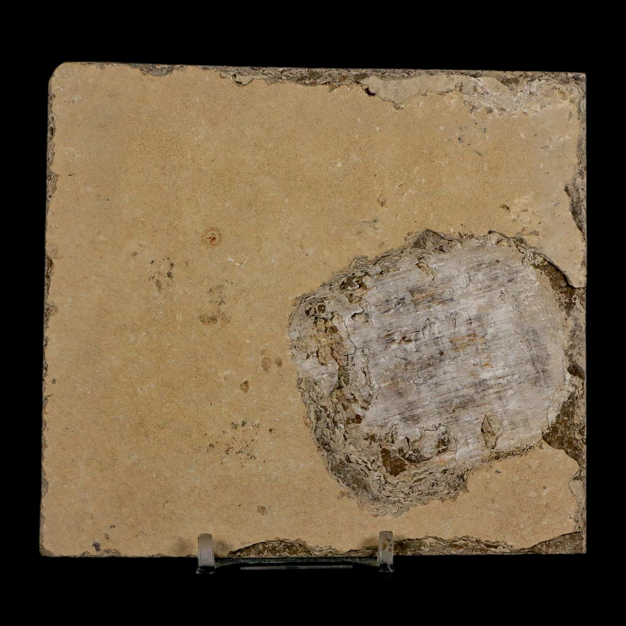 3.8" Diplomystus Dentatus Fossil Fish Green River FM WY Eocene Age COA, Stand - Fossil Age Minerals