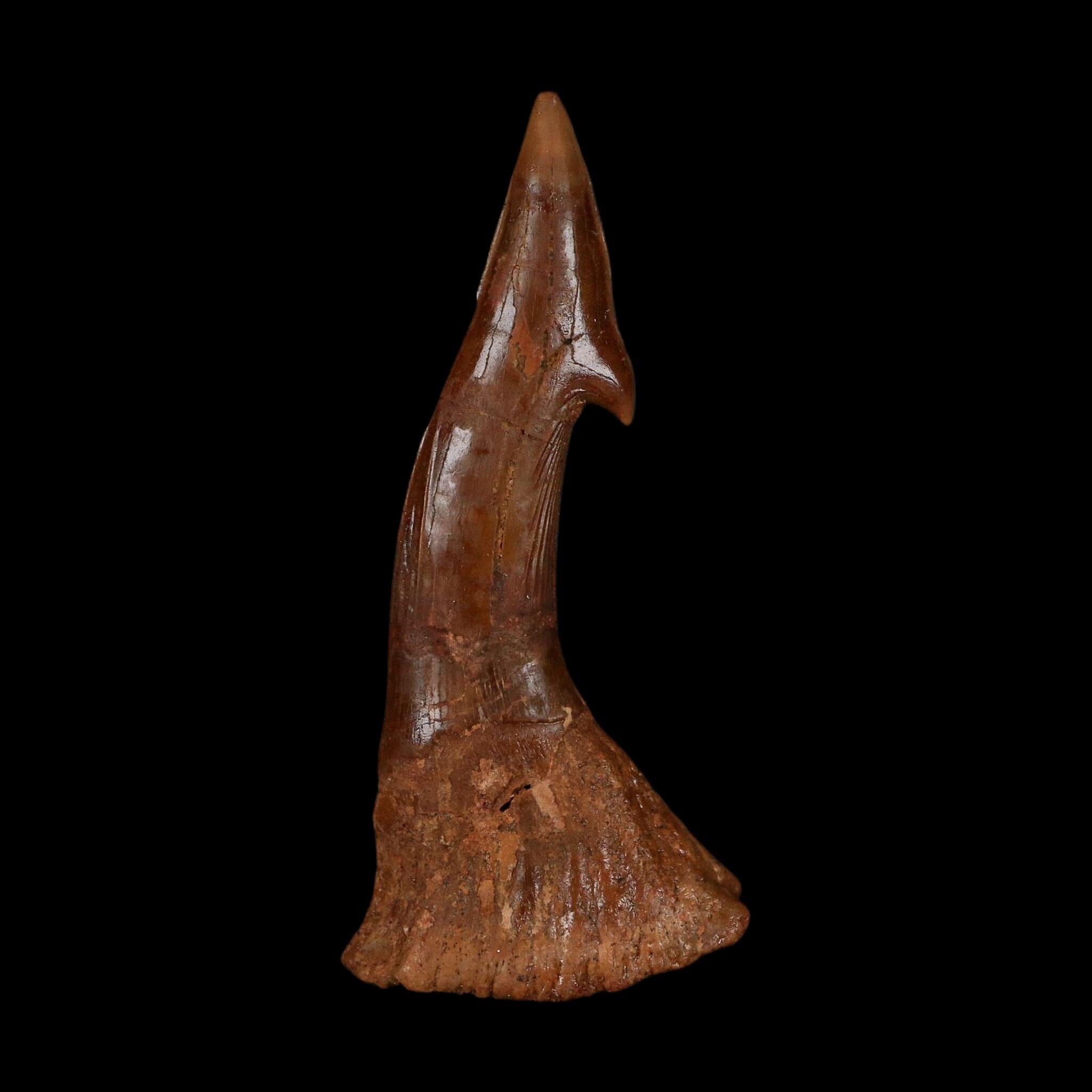 XL 2.7" Sawfish Fossil Tooth Barb Onchopristis Numidus Cretaceous Dinosaur Era COA