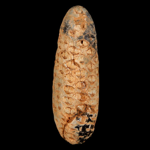 XXL 2.5" Fossil Pine Cone Equicalastrobus Replaced By Agate Eocene Age Seeds Fruit - Fossil Age Minerals