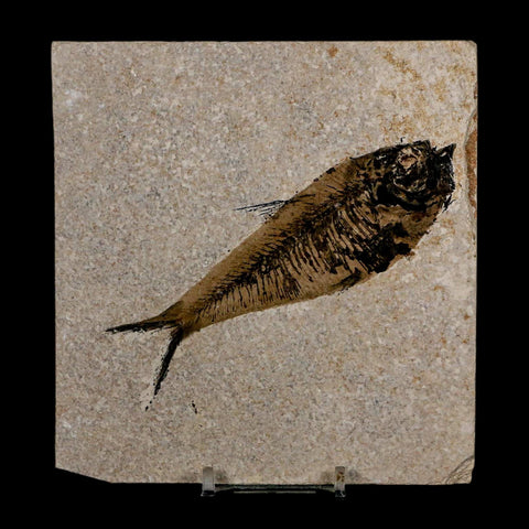 XL 4.8" Diplomystus Dentatus Fossil Fish Green River FM WY Eocene Age COA, Stand