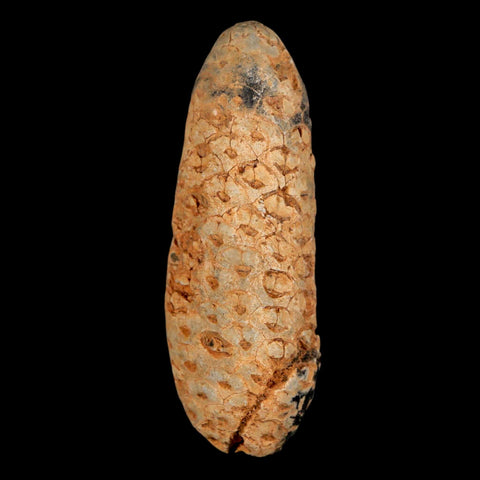 XXL 2.5" Fossil Pine Cone Equicalastrobus Replaced By Agate Eocene Age Seeds Fruit - Fossil Age Minerals