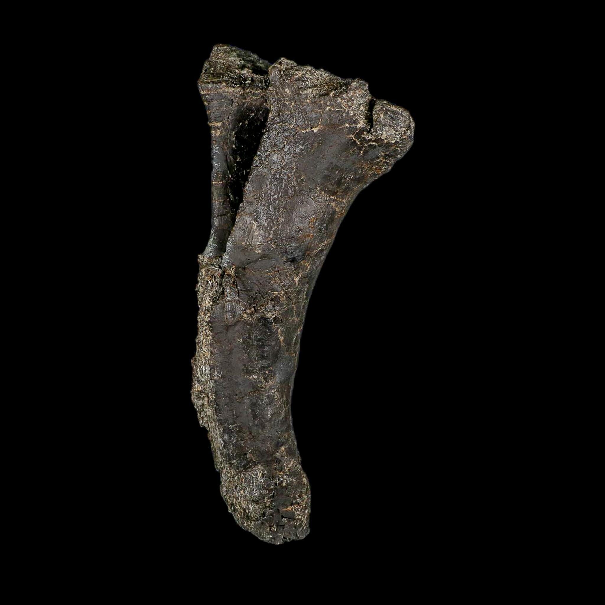 8.4" Diplodocus Dinosaur Fossil Chevron Bone Morrison FM WY Jurassic Age COA Stand - Fossil Age Minerals