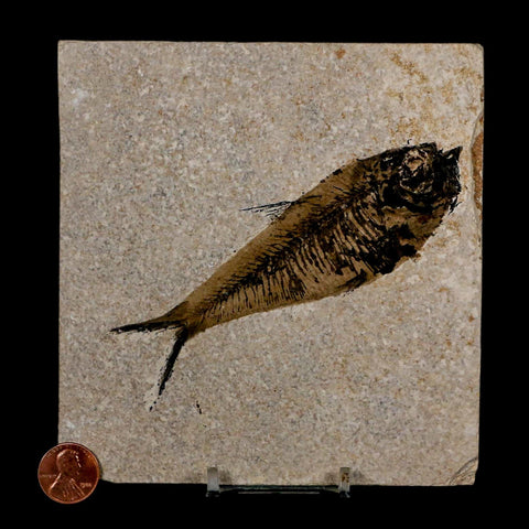 XL 4.8" Diplomystus Dentatus Fossil Fish Green River FM WY Eocene Age COA, Stand