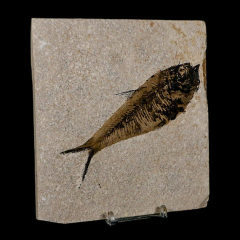 XL 4.8" Diplomystus Dentatus Fossil Fish Green River FM WY Eocene Age COA, Stand