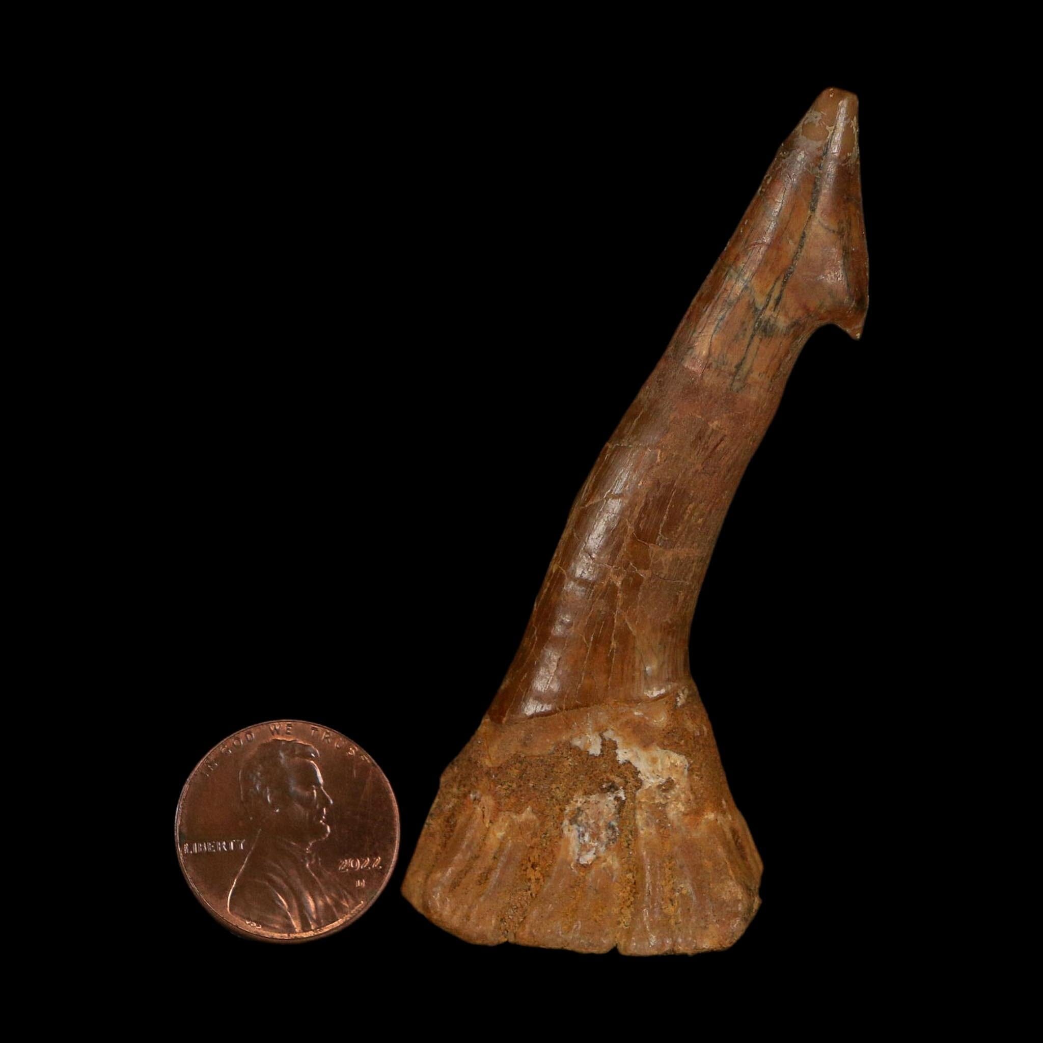 XL 2.9" Sawfish Fossil Tooth Barb Onchopristis Numidus Cretaceous Dinosaur Era COA
