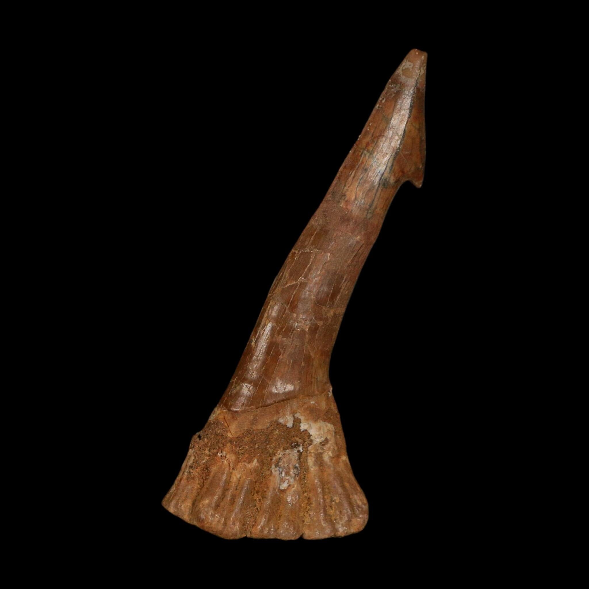 XL 2.9" Sawfish Fossil Tooth Barb Onchopristis Numidus Cretaceous Dinosaur Era COA