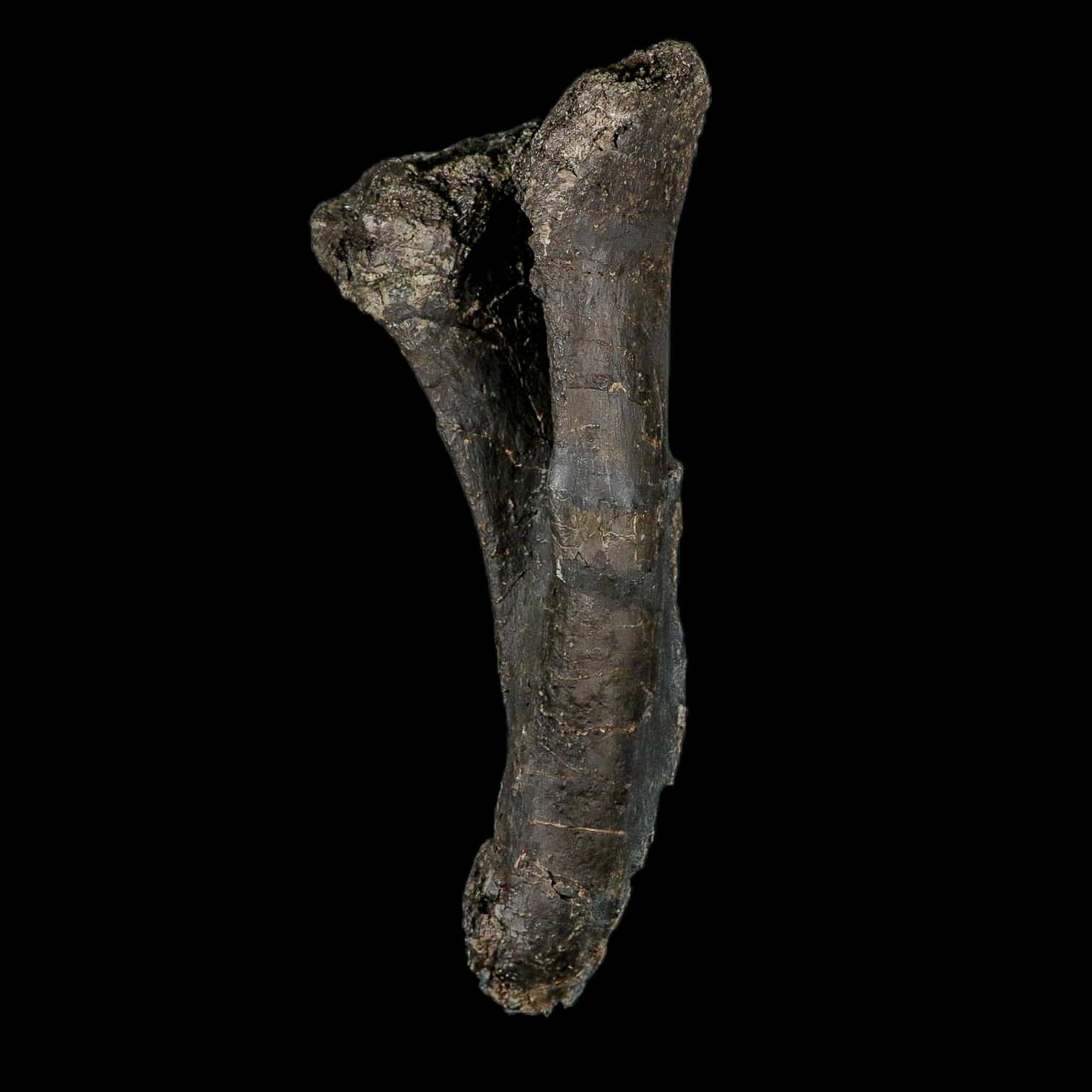 8.4" Diplodocus Dinosaur Fossil Chevron Bone Morrison FM WY Jurassic Age COA Stand - Fossil Age Minerals