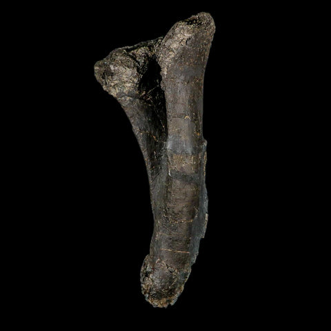 8.4" Diplodocus Dinosaur Fossil Chevron Bone Morrison FM WY Jurassic Age COA Stand