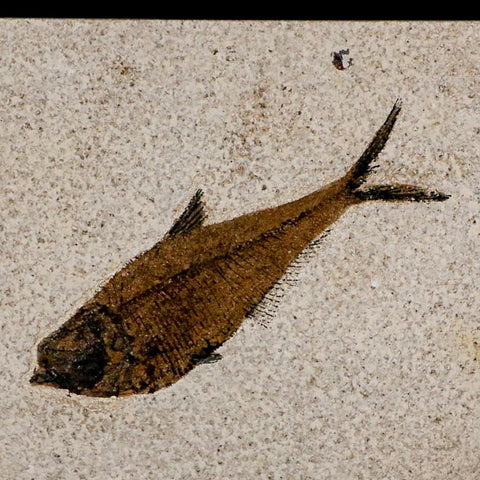 XL 4.4" Diplomystus Dentatus Fossil Fish Green River FM WY Eocene Age COA, Stand