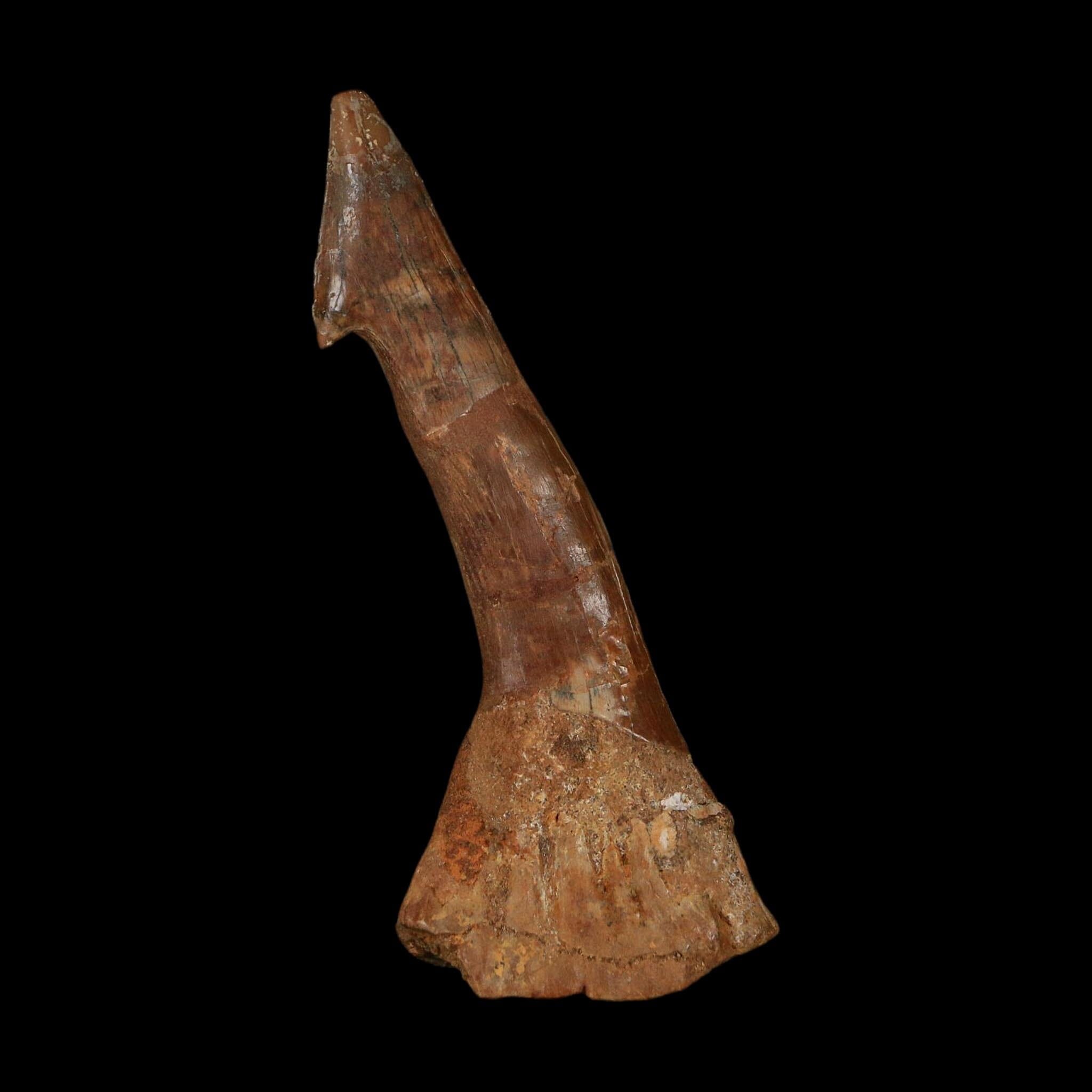 XL 2.9" Sawfish Fossil Tooth Barb Onchopristis Numidus Cretaceous Dinosaur Era COA