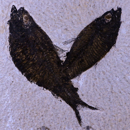 2 Two Diplomystus Dentatus Fossil Fish Green River FM WY Eocene Age COA, Stand