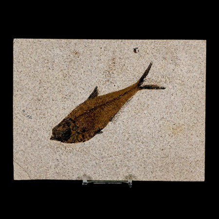 XL 4.4" Diplomystus Dentatus Fossil Fish Green River FM WY Eocene Age COA, Stand