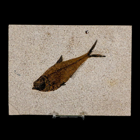 XL 4.4" Diplomystus Dentatus Fossil Fish Green River FM WY Eocene Age COA, Stand