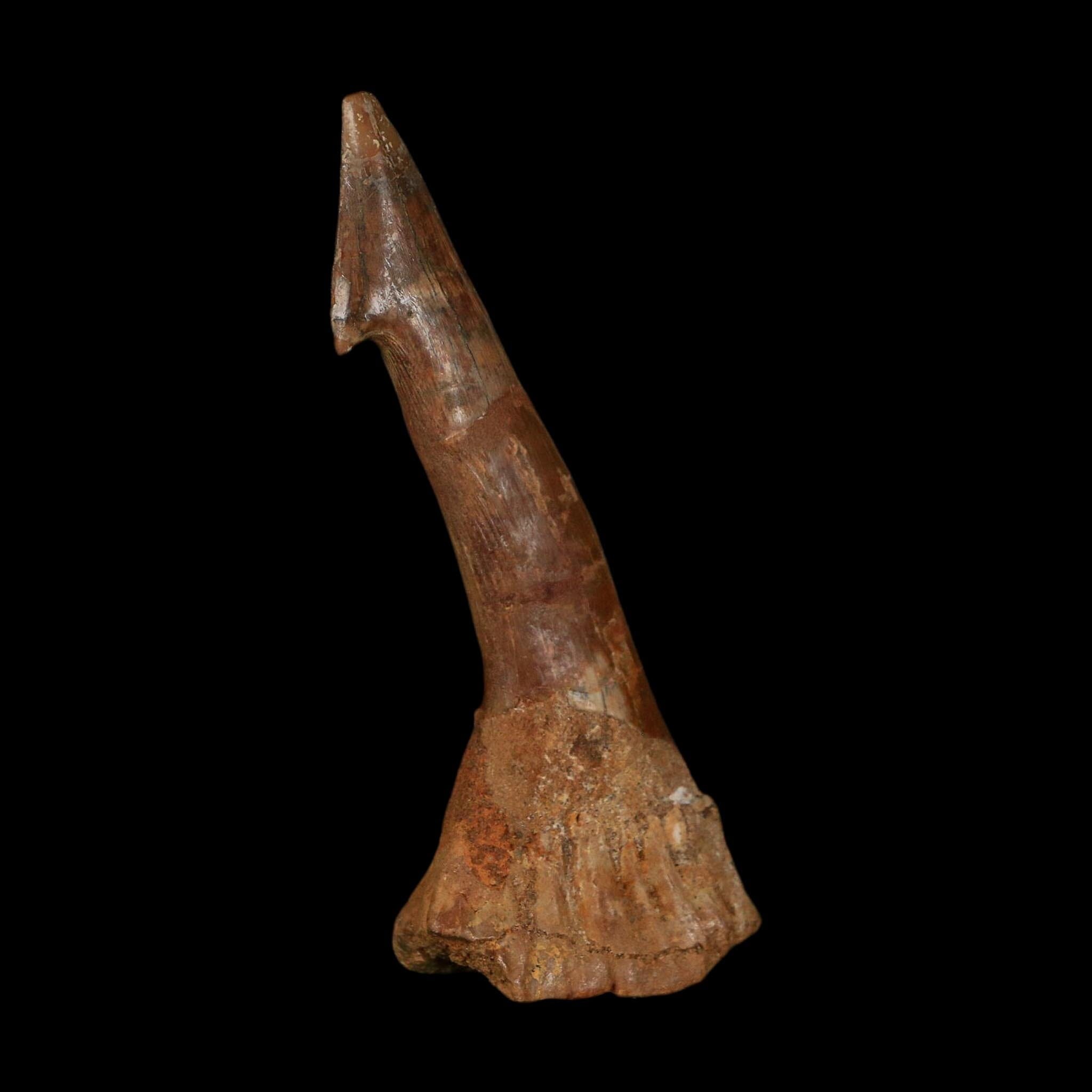 XL 2.9" Sawfish Fossil Tooth Barb Onchopristis Numidus Cretaceous Dinosaur Era COA