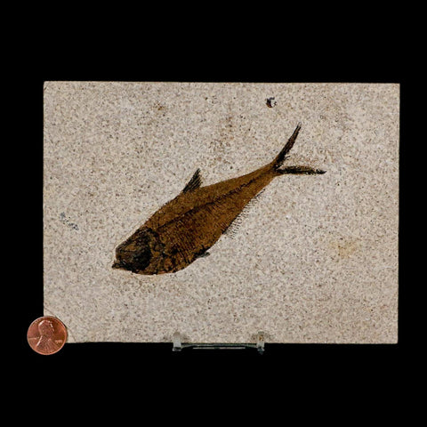 XL 4.4" Diplomystus Dentatus Fossil Fish Green River FM WY Eocene Age COA, Stand