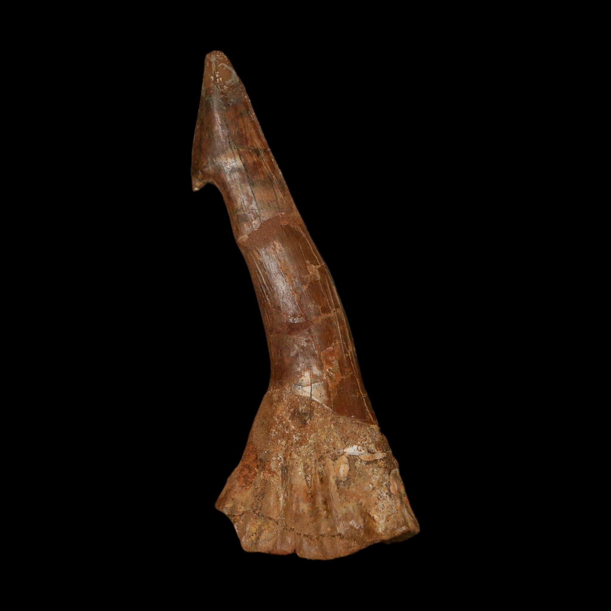 XL 2.9" Sawfish Fossil Tooth Barb Onchopristis Numidus Cretaceous Dinosaur Era COA
