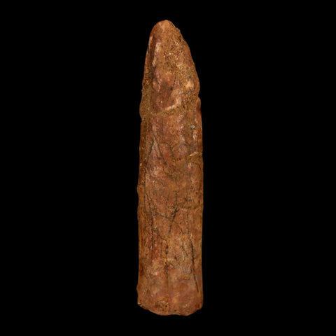 1.8" Rebbachisaurus Sauropod Fossil Tooth Early Cretaceous Dinosaur COA, Stand - Fossil Age Minerals