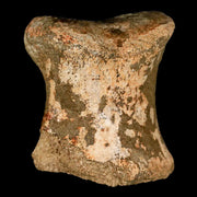 2.5" Edmontosaurus Fossil Toe Bone Lance Creek FM Cretaceous Dinosaur WY COA