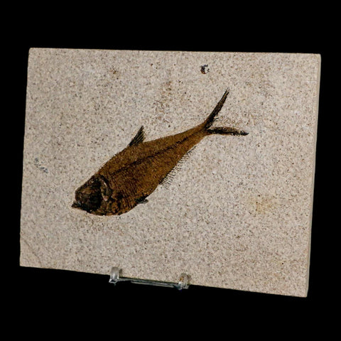 XL 4.4" Diplomystus Dentatus Fossil Fish Green River FM WY Eocene Age COA, Stand