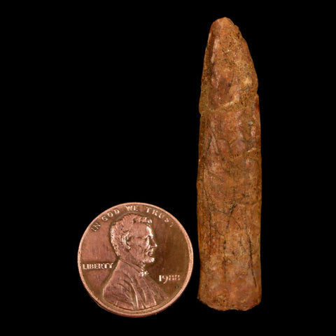 1.8" Rebbachisaurus Sauropod Fossil Tooth Early Cretaceous Dinosaur COA, Stand - Fossil Age Minerals