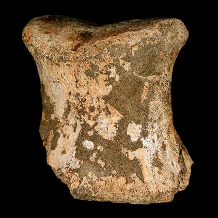 2.5" Edmontosaurus Fossil Toe Bone Lance Creek FM Cretaceous Dinosaur WY COA