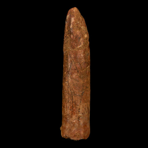 1.8" Rebbachisaurus Sauropod Fossil Tooth Early Cretaceous Dinosaur COA, Stand - Fossil Age Minerals