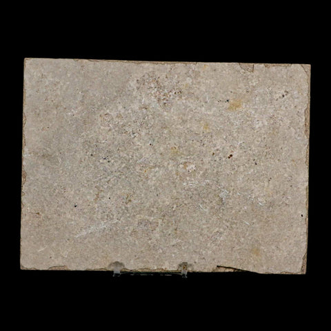 XL 4.4" Diplomystus Dentatus Fossil Fish Green River FM WY Eocene Age COA, Stand