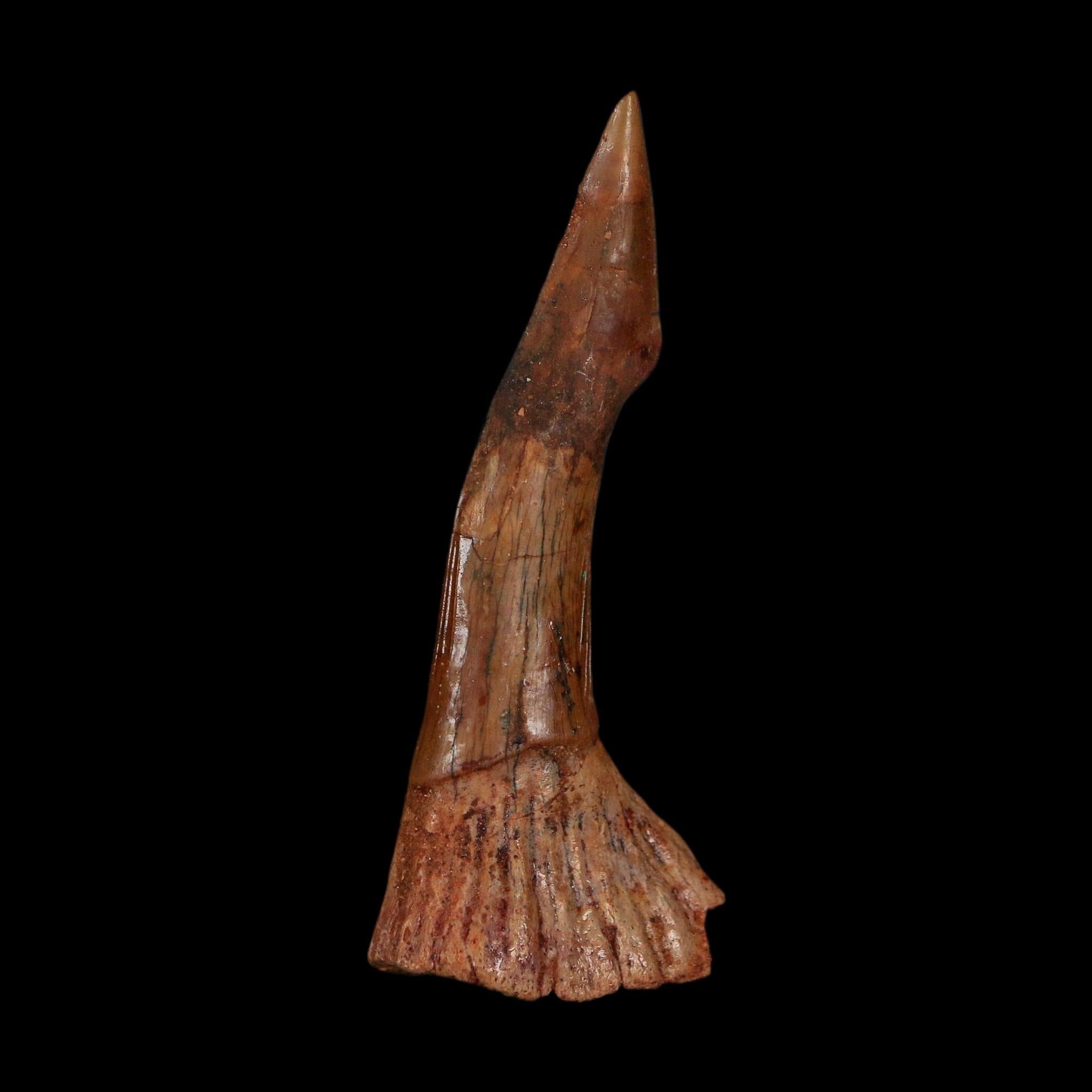 XL 2.5" Sawfish Fossil Tooth Barb Onchopristis Numidus Cretaceous Dinosaur Era COA