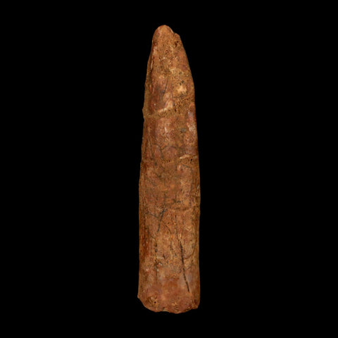 1.8" Rebbachisaurus Sauropod Fossil Tooth Early Cretaceous Dinosaur COA, Stand - Fossil Age Minerals