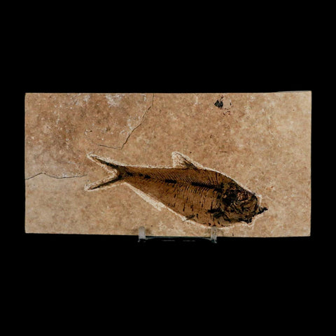 XL 4" Diplomystus Dentatus Fossil Fish Green River FM WY Eocene Age COA, Stand