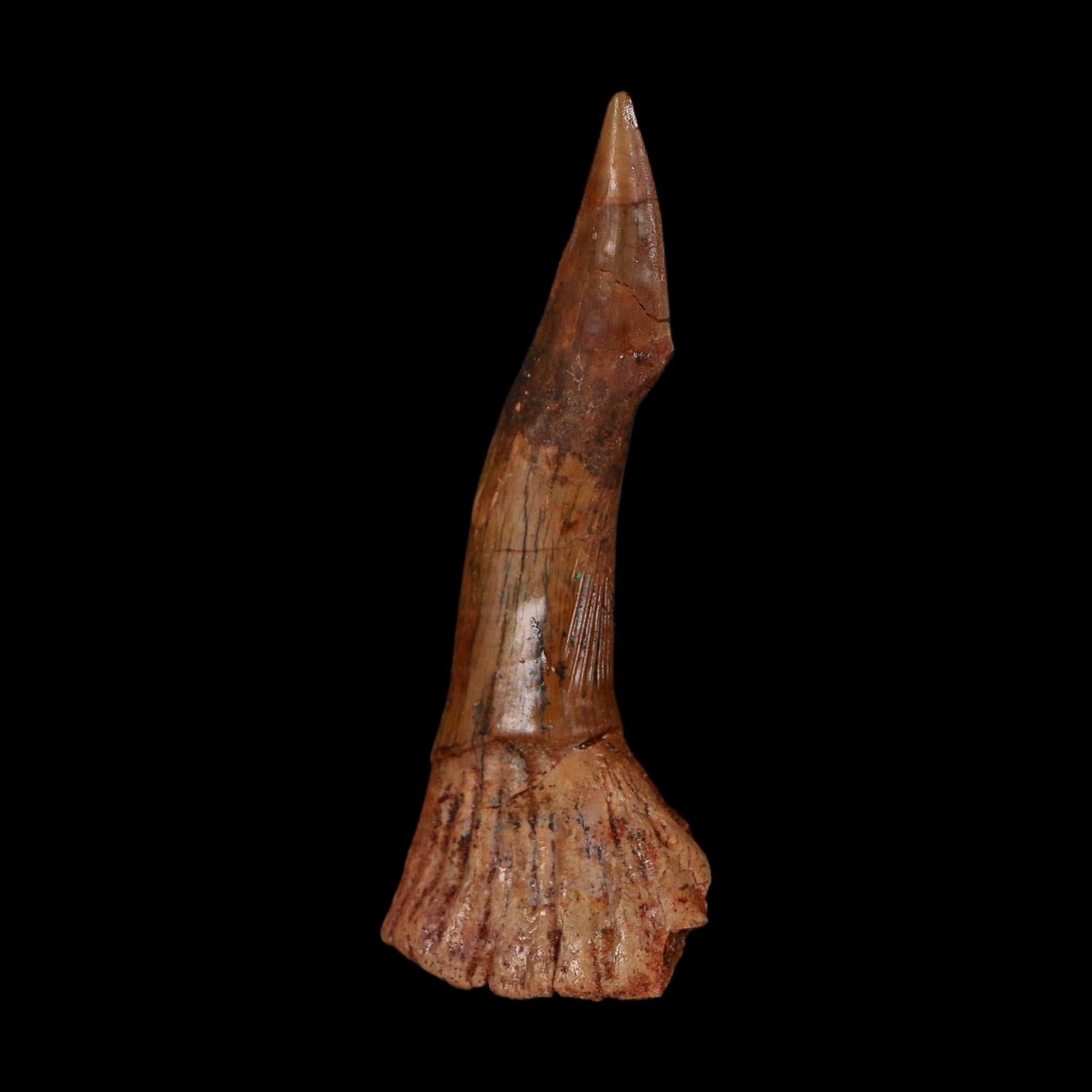 XL 2.5" Sawfish Fossil Tooth Barb Onchopristis Numidus Cretaceous Dinosaur Era COA