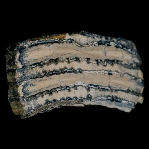2.7" Mammoth Tooth Cross Section In Riker Display Pleistocene Age Hawthorne FM - Fossil Age Minerals
