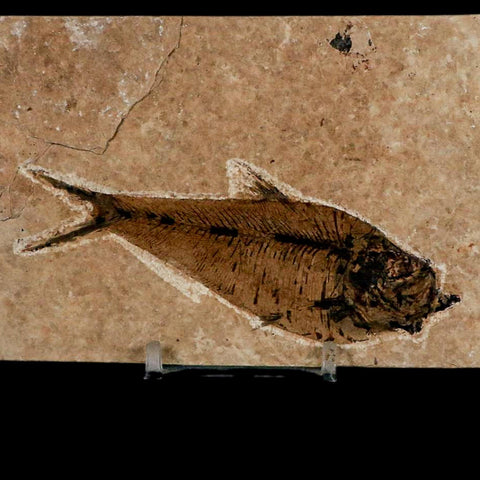 XL 4" Diplomystus Dentatus Fossil Fish Green River FM WY Eocene Age COA, Stand