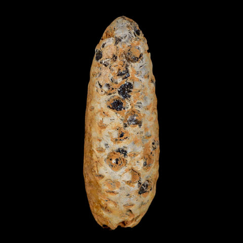 XL 2.2" Fossil Pine Cone Equicalastrobus Replaced By Agate Eocene Age Seeds Fruit - Fossil Age Minerals