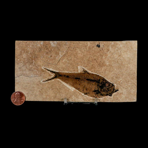 XL 4" Diplomystus Dentatus Fossil Fish Green River FM WY Eocene Age COA, Stand