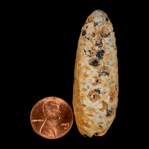 XL 2.2" Fossil Pine Cone Equicalastrobus Replaced By Agate Eocene Age Seeds Fruit - Fossil Age Minerals