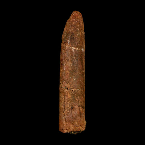 1.8" Rebbachisaurus Sauropod Fossil Tooth Early Cretaceous Dinosaur COA, Stand - Fossil Age Minerals