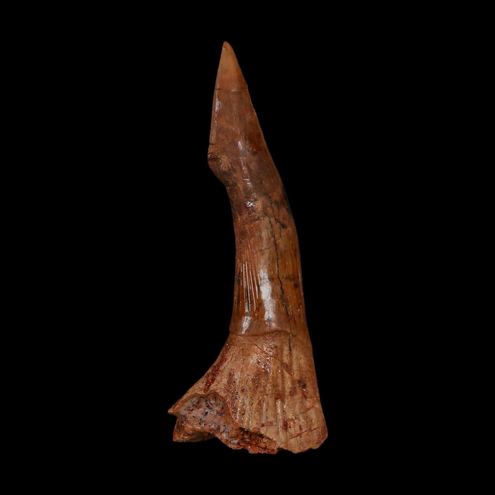 XL 2.5" Sawfish Fossil Tooth Barb Onchopristis Numidus Cretaceous Dinosaur Era COA