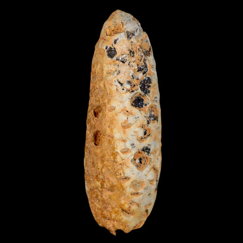 XL 2.2" Fossil Pine Cone Equicalastrobus Replaced By Agate Eocene Age Seeds Fruit - Fossil Age Minerals