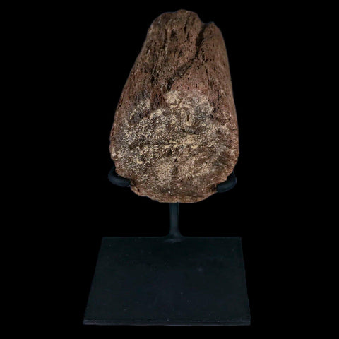 5" Triceratops Fossil Horn Section Lance Creek FM Cretaceous Dinosaur WY COA - Fossil Age Minerals