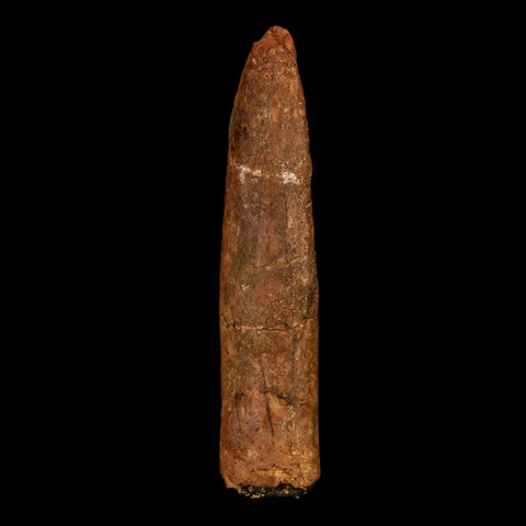 1.8" Rebbachisaurus Sauropod Fossil Tooth Early Cretaceous Dinosaur COA, Stand - Fossil Age Minerals