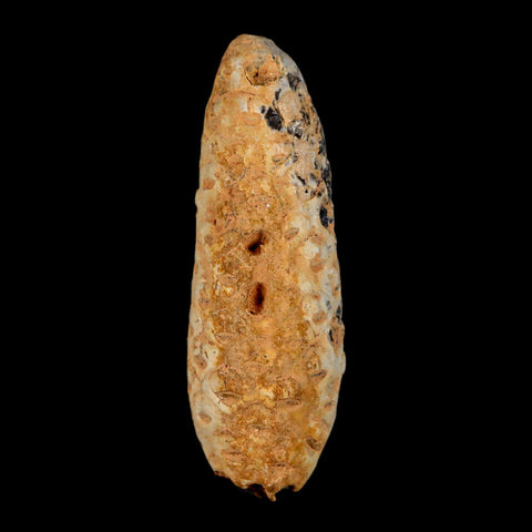 XL 2.2" Fossil Pine Cone Equicalastrobus Replaced By Agate Eocene Age Seeds Fruit - Fossil Age Minerals