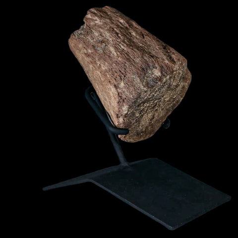 5" Triceratops Fossil Horn Section Lance Creek FM Cretaceous Dinosaur WY COA - Fossil Age Minerals