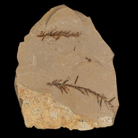 Two 2 Detailed Fossil Plant Leafs Metasequoia Dawn Redwood Oligocene Age MT COA - Fossil Age Minerals