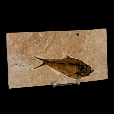 XL 4" Diplomystus Dentatus Fossil Fish Green River FM WY Eocene Age COA, Stand