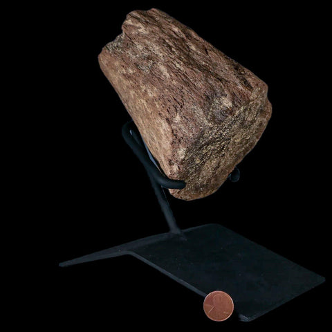 5" Triceratops Fossil Horn Section Lance Creek FM Cretaceous Dinosaur WY COA - Fossil Age Minerals
