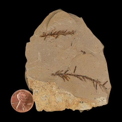 Two 2 Detailed Fossil Plant Leafs Metasequoia Dawn Redwood Oligocene Age MT COA - Fossil Age Minerals
