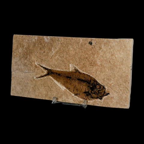 XL 4" Diplomystus Dentatus Fossil Fish Green River FM WY Eocene Age COA, Stand