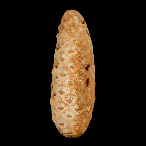 XL 2.2" Fossil Pine Cone Equicalastrobus Replaced By Agate Eocene Age Seeds Fruit - Fossil Age Minerals