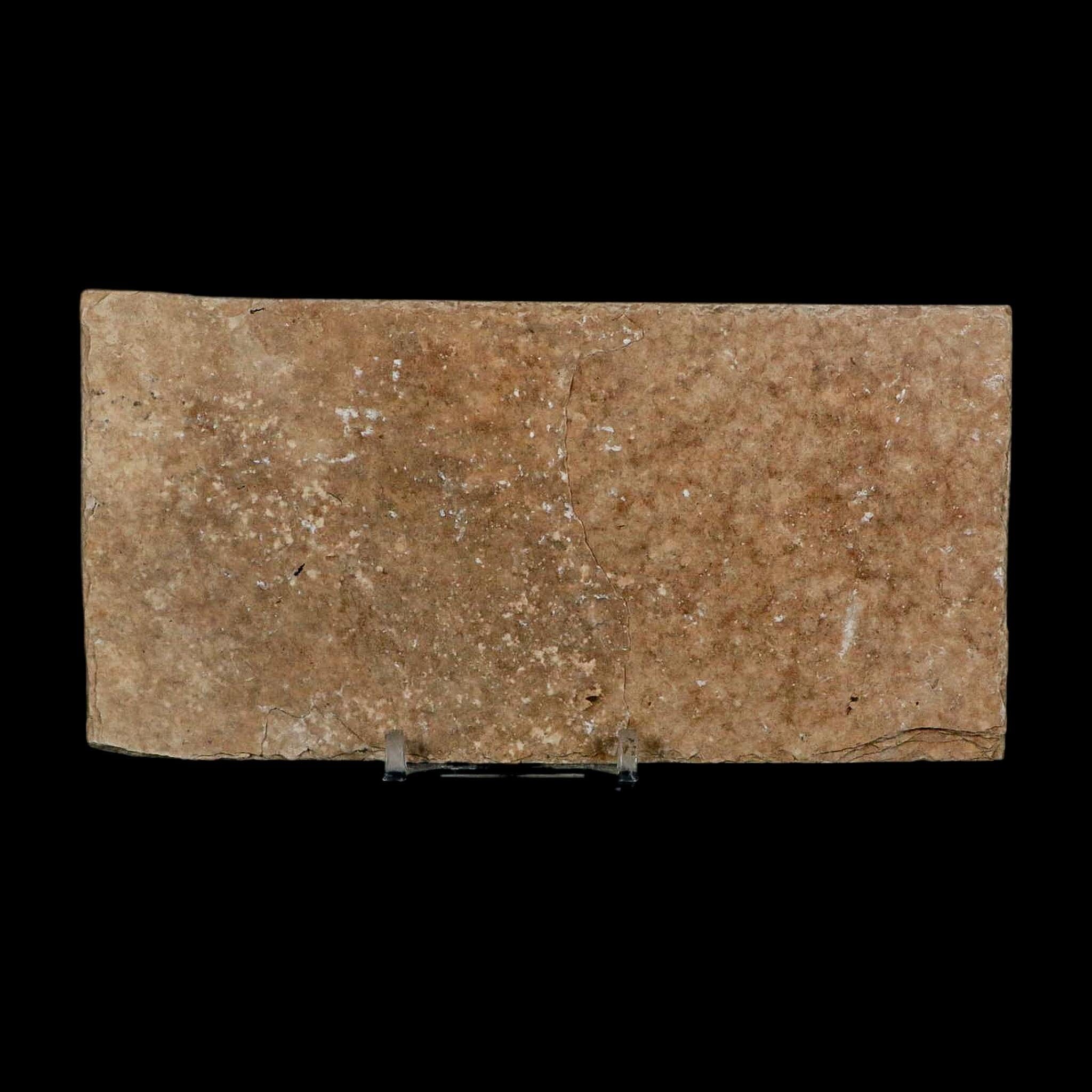 XL 4" Diplomystus Dentatus Fossil Fish Green River FM WY Eocene Age COA, Stand - Fossil Age Minerals